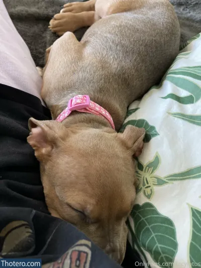 lacylotus - dog sleeping on a bed with a pink collar